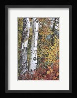 Aspen Duo Fine Art Print