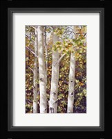 Aspen Quartet Fine Art Print
