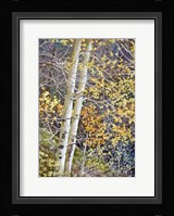 Color of Autumn Fine Art Print