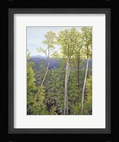 Forest Road Aspen Fine Art Print