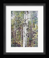Summer Aspen Color Fine Art Print
