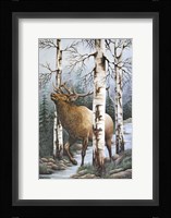 Majestic Elk Fine Art Print
