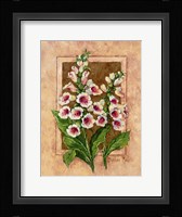 Foxglove Fresco Framed Print