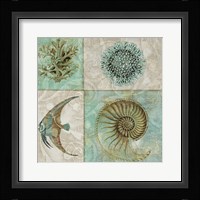 Sea Life II Fine Art Print