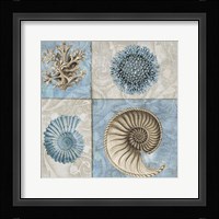 Sea Life VI Framed Print