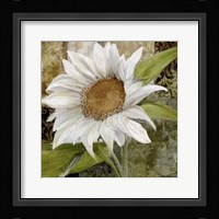 White Sunflower I Fine Art Print