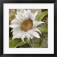 White Sunflower I Fine Art Print