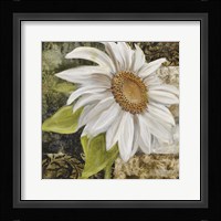 White Sunflower II Framed Print