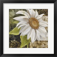 White Sunflower II Framed Print