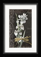 Fleurs de Paris II Framed Print