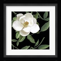 Sweet Magnolias II Fine Art Print