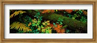 Fall Foliage in a Forest, Adirondack Mountains Fine Art Print