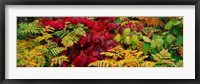 Fall Foliage in Adirondack Mountains Fine Art Print