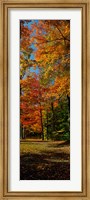 Autumn trees in a forest, Orchard Park, New York Fine Art Print