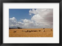 Flock of Sheep Grazing in a Farm, South Africa Fine Art Print
