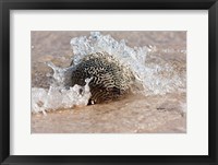 Waves Crashing on a Piece of Coral, Culebra Island, Puerto Rico Fine Art Print