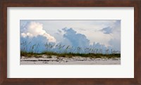 Reed Grass on Beach, Great Exuma Island, Bahamas Fine Art Print