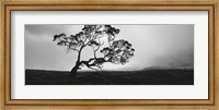 Silhouette Of A Koa Tree, Big Island, Hawaii Fine Art Print