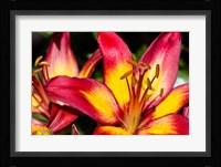 Tiger lily flowers Fine Art Print