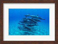 Dolphins Wwimming in Pacific Ocean, Hawaii Fine Art Print
