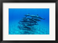Dolphins Wwimming in Pacific Ocean, Hawaii Fine Art Print