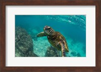 Green Sea Turtle Swimming in the Pacific Ocean, Hawaii Fine Art Print