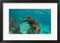 Green Sea Turtle Swimming in the Pacific Ocean, Hawaii Fine Art Print