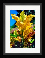 Close-Up of Multi-Colored Leaves, Tahiti, French Polynesia Fine Art Print