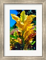 Close-Up of Multi-Colored Leaves, Tahiti, French Polynesia Fine Art Print