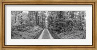 Dirt Road Passing through a Forest, Baden-Wurttemberg, Germany Fine Art Print