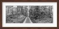 Dirt Road Passing through a Forest, Baden-Wurttemberg, Germany Fine Art Print