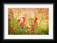 Close-up of Wilting Poppies Fine Art Print