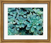 Close-up of Plants, Buffalo and Erie County Botanical Gardens Fine Art Print