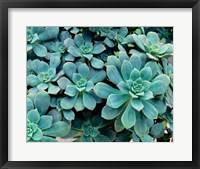 Close-up of Plants, Buffalo and Erie County Botanical Gardens Fine Art Print