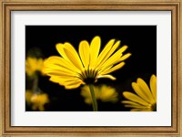 Close-Up of Voltage Yellow African Daisy Flowers, Florida Fine Art Print