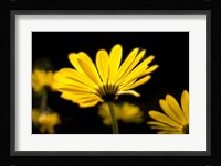 Close-Up of Voltage Yellow African Daisy Flowers, Florida Fine Art Print