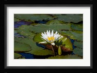 Water Lily in a Pond, Florida Fine Art Print