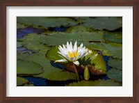 Water Lily in a Pond, Florida Fine Art Print