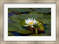 Water Lily in a Pond, Florida Fine Art Print