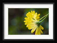Close-Up of Raindrops on Voltage Yellow African Daisy Flowers, Florida Fine Art Print
