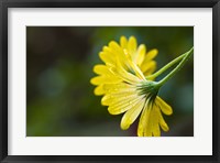 Close-Up of Raindrops on Voltage Yellow African Daisy Flowers, Florida Fine Art Print