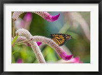 Close-up of Monarch Butterfly Pollinating Flowers, Florida Fine Art Print
