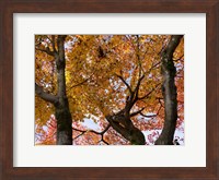 Fall Leaves on Maple Tree, Japan Fine Art Print