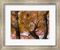 Fall Leaves on Maple Tree, Japan Fine Art Print
