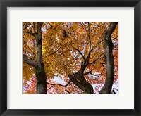 Fall Leaves on Maple Tree, Japan Fine Art Print