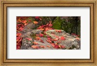 Fallen Autumnal Leaves on Rock Fine Art Print