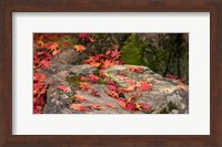 Fallen Autumnal Leaves on Rock Fine Art Print