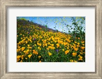 California Poppies and Canterbury Bells in a Field, Diamond Valley Lake, California Fine Art Print