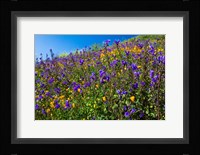 Wildflowers Growing in a Field, Diamond Valley Lake, California Fine Art Print