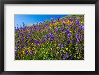Wildflowers Growing in a Field, Diamond Valley Lake, California Fine Art Print